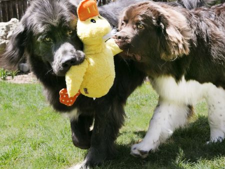 KONG Comfort Jumbo Assorted Duck Dog Toy Online now