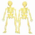 Favour Skeleton 2Pcs Online