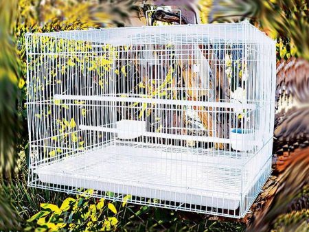 Bird Flight Cage, 2 Assorted Sale